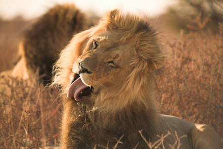 哺乳动物 动物 狮子 非洲