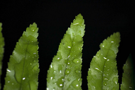 绿叶林植物雨后黑色背景，热带雨林概念