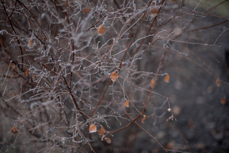 没有叶子的灌木树枝被冰覆盖。白霜下的灌木