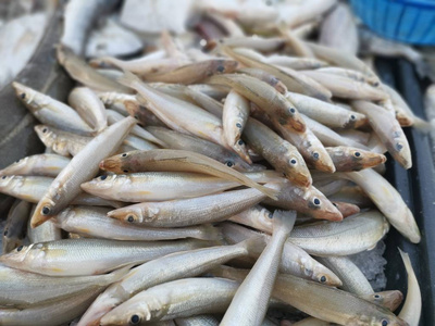 特写镜头 抓住 饮食 钓鱼 凌乱 鱼类 白化 抗氧化剂 烹饪