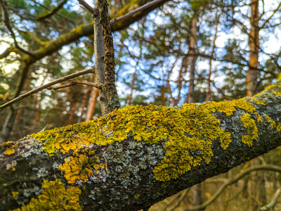 寄生虫 树皮 纹理 公园 植物区系 植物 森林 环境 秋天