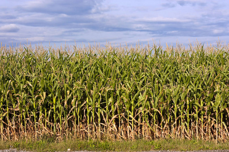 乡村 作物 小麦 收割 大麦 风景 植物 谷类食品 玉米地
