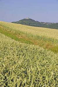 小麦 城堡 农事 夏季 领域 谷类食品 自然 庄园 夏天