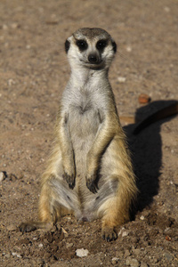 动物 苏里塔 南方 动物园 有趣的 面对 生态学 生物 沙漠