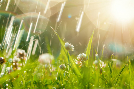 艺术春天的自然绿色背景，三叶草和雨滴