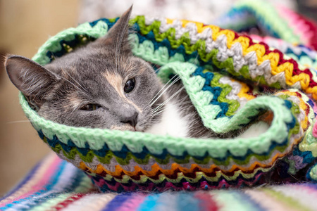 猫为寒冷做好了准备，把自己裹在柔软温暖明亮的格子里，躺在舒适的地方。