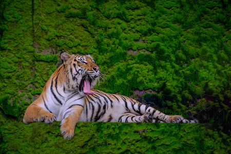 在木材中的猫美丽的孟加拉虎绿虎在森林中展现自然.照片