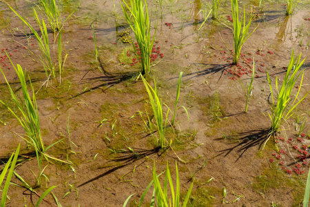 湿地水稻秧苗的特写。稻田