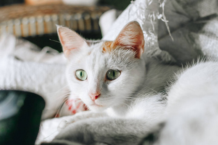 射击 鼻子 特写镜头 肖像 猫科动物 毛皮 美丽的 毛茸茸的