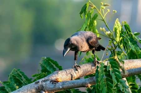 乌鸦 掠夺 动物群 栖息 鸟类学 动物 野生动物 羽毛