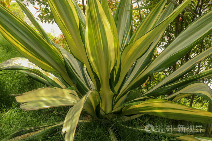 黄绿叶凤尾草美丽的花毛里