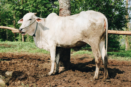 牲畜 地面 领域 时间 农事 食物 站立 射击 奶牛 自然