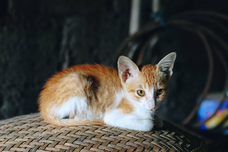 胡须 动物 猫科动物 宠物 漂亮的 可爱极了 毛皮 基蒂