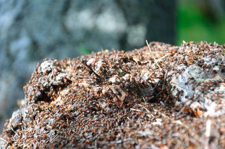蚂蚁在森林里沿着蚁丘爬行.照片
