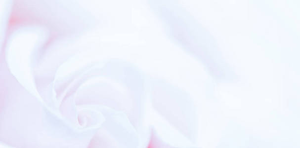 柔和的焦点，抽象的花卉背景，紫色玫瑰花。最低资本回报率