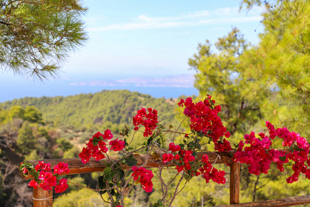 领域 颜色 花的 森林 风景 春天 植物 粉红色 夏天 天空