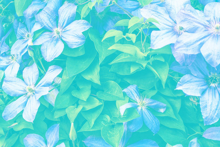 掉落的花色莲花蕊图片-掉落的花色莲花蕊素材-掉落的花色莲花蕊插画