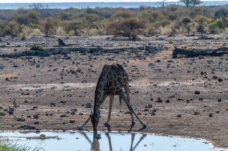 伊托沙国家公园的长颈鹿图片