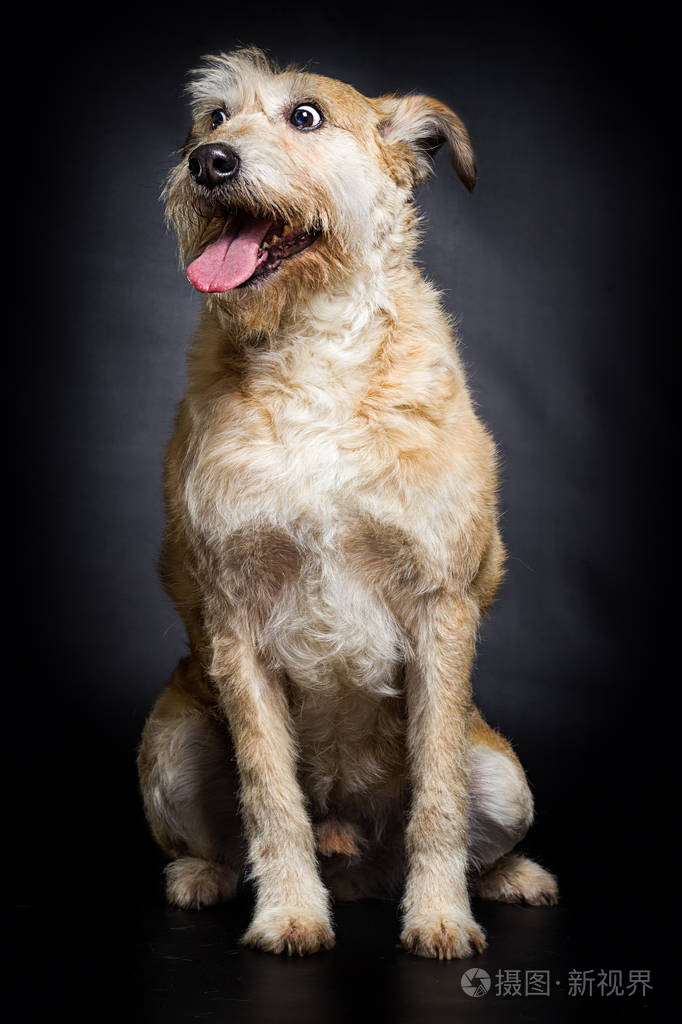 狗在黑暗的背景下惊讶地凝视着