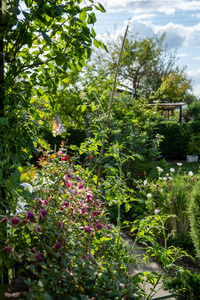 a beautiful garden with geraniums, roses, hedges 