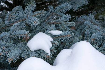 雪地里的蓝云杉树枝