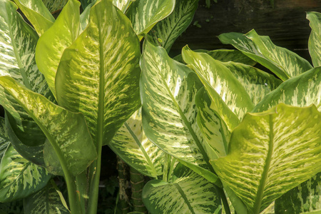 花园里野生的一种热带植物。绿色p