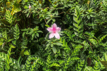 巴厘岛粉红杜鹃花盛开的特写镜头