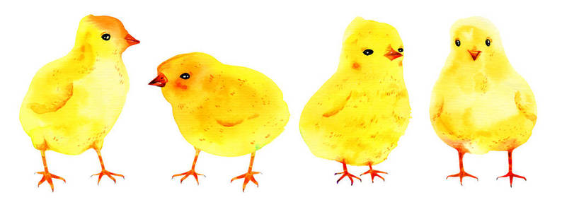 以黄色的小鸡为背景.手绘水彩素描插图照片