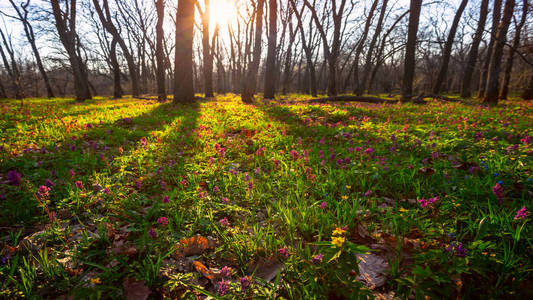 日出 季节 场景 阳光 树林 自然 花瓣 气味 林地 精彩的