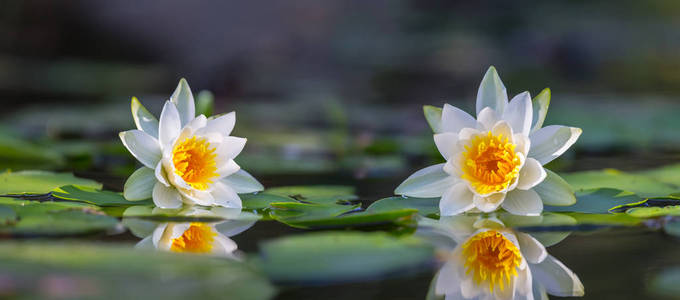 美女 芳香 植物学 夏天 精彩的 温暖 百合花 开花 自然