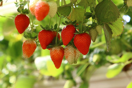 冬天 公园 水果 村庄 种植园 温室 浆果 收获 季节 草莓