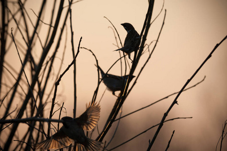 自然 鸟类 天空 麻雀 太阳 动物 雀形目 航班 鸟类学