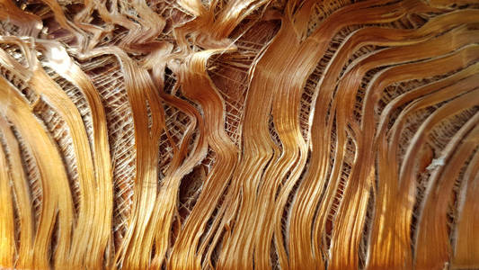 树干 古老的 纤维 颜色 森林 特写镜头 材料 裂缝 自然