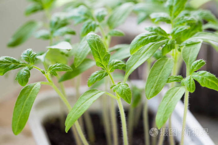 从土壤中长出叶子的番茄芽