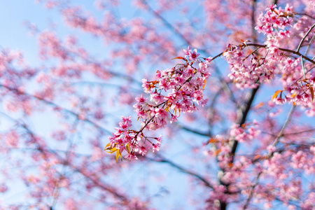春天的一天，粉红色的樱花