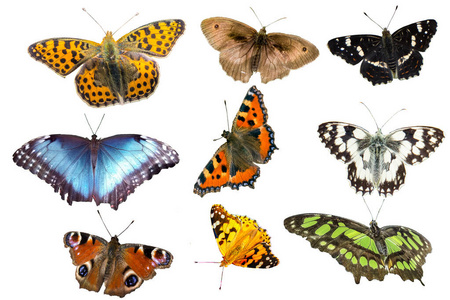 许多蝴蝶物种被隔离图片