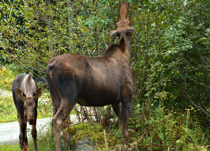 阿拉斯加驼鹿科照片