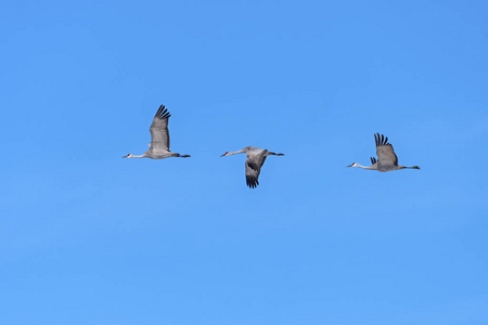 一群正在飞行的沙丘鹤