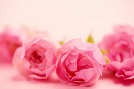 美女 夏天 粉红色 周年纪念日 卡片 花瓣 春天 生日 自然