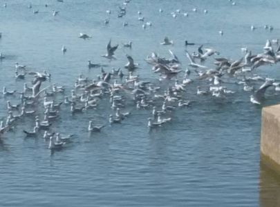 夏天 野生动物 假期 海洋 假日 海岸线 美丽的 水禽 风景