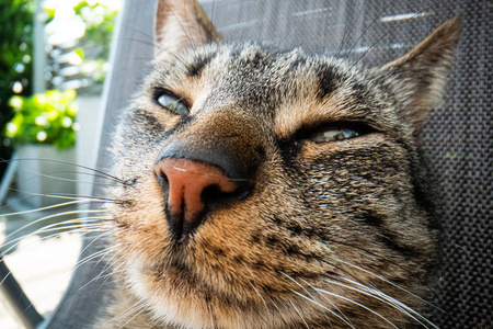 超级巨猫摄影，搞笑猫特写宏影像