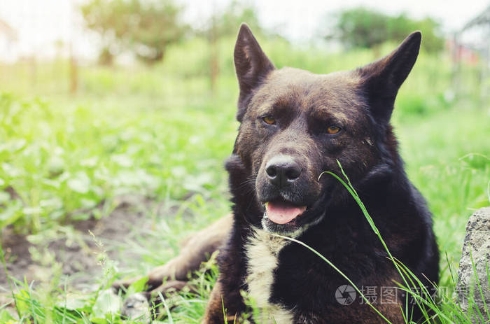 一只大黑狗躺在草地上的画像