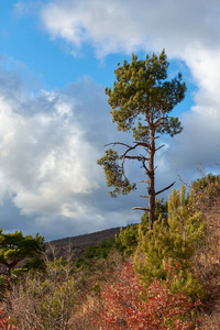 场景 公园 岩石 风景 天空 小山 夏天 太阳 旅行 海洋