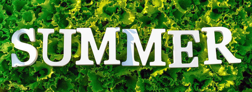 在卷曲的绿色生菜上用白色字母写下夏天。概念夏季饮食，排毒时间，健康食品。顶视图横幅