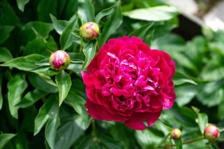 盛开的红牡丹图片