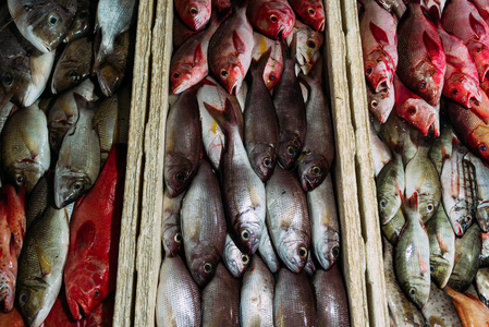 鲭鱼 商店 钓鱼 动物 餐厅 晚餐 亚洲 行业 泰国 越南