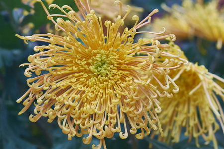 Chrysanthemum grandiflorum Ramat. Homaro. Yellow chrysanthemum