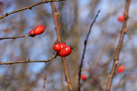 山茱萸的浆果图片