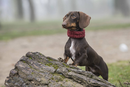 Dachshund dog leaning on a tree trunk in the field  