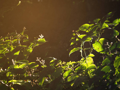 Light and shadow on green leaves in the forest at sunrise. 